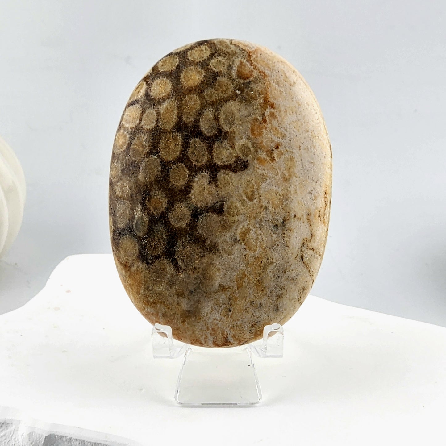 Coral Palmstone