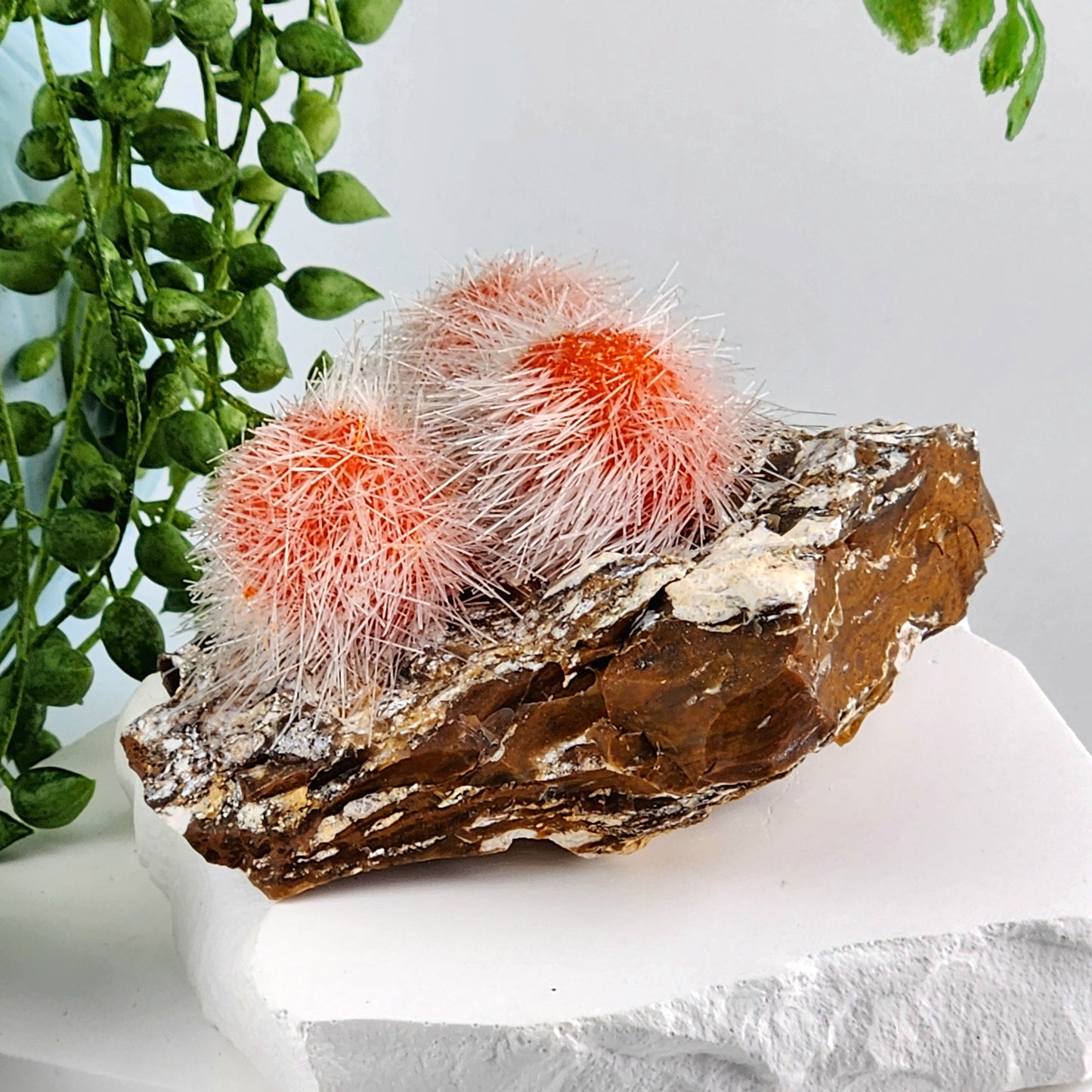 Dandelion Zeolite