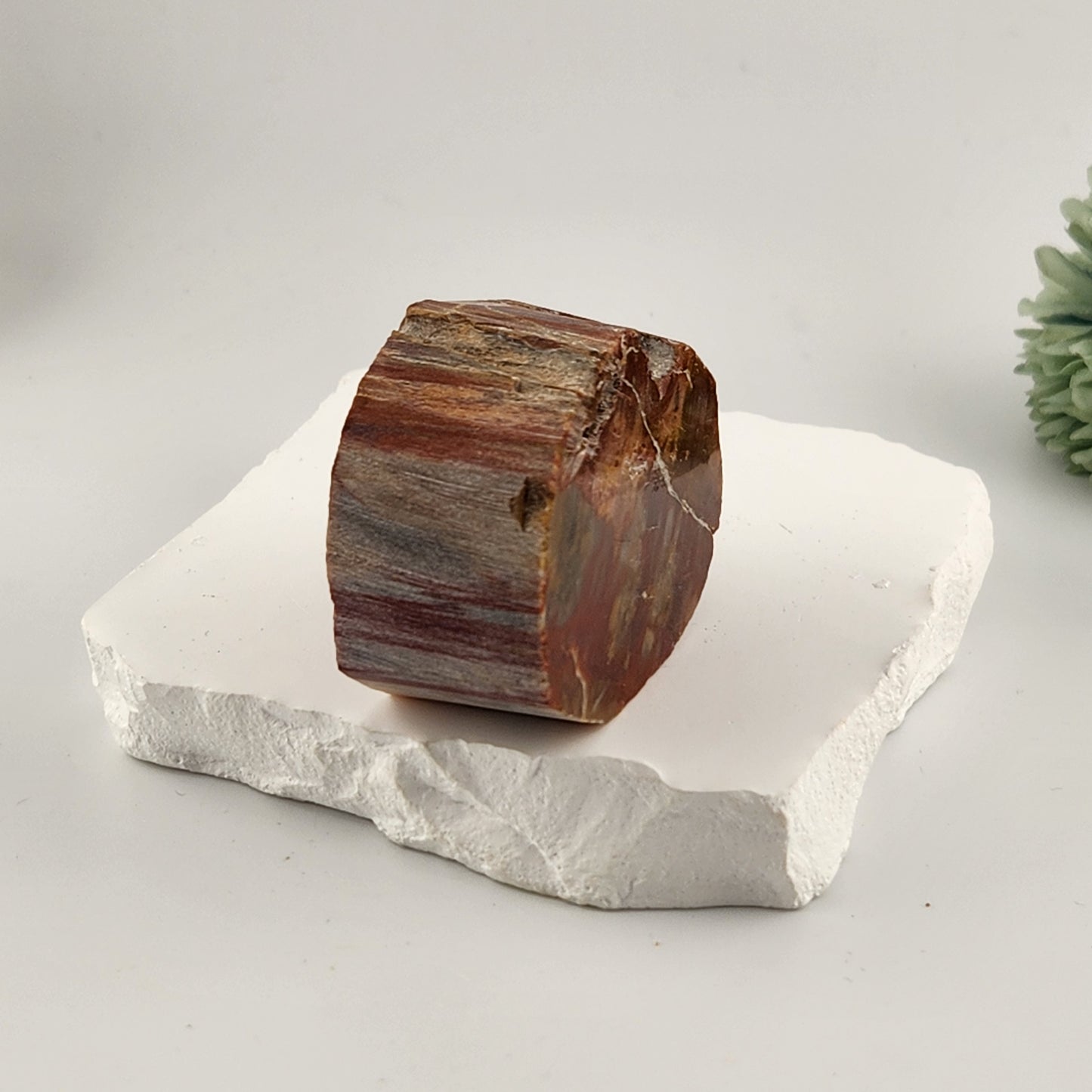 Petrified Wood Slab