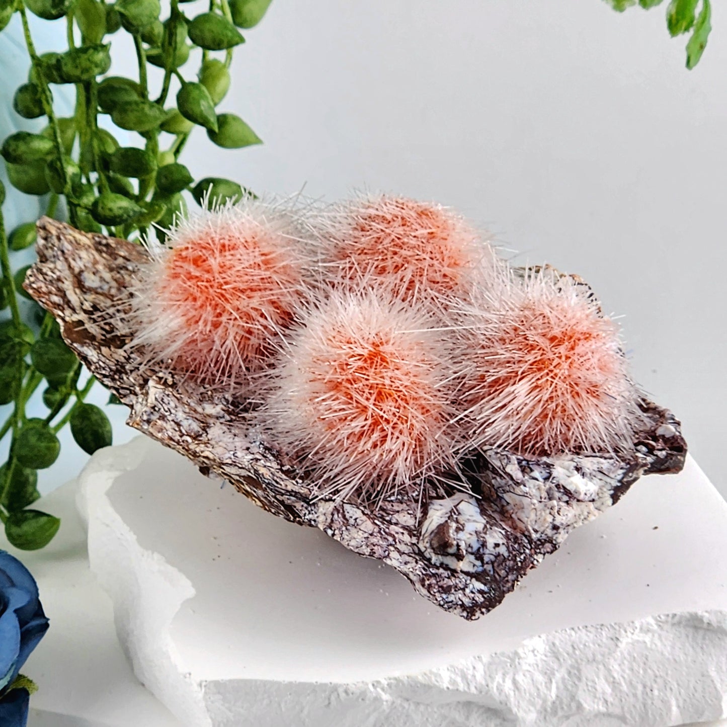 Dandelion Zeolite