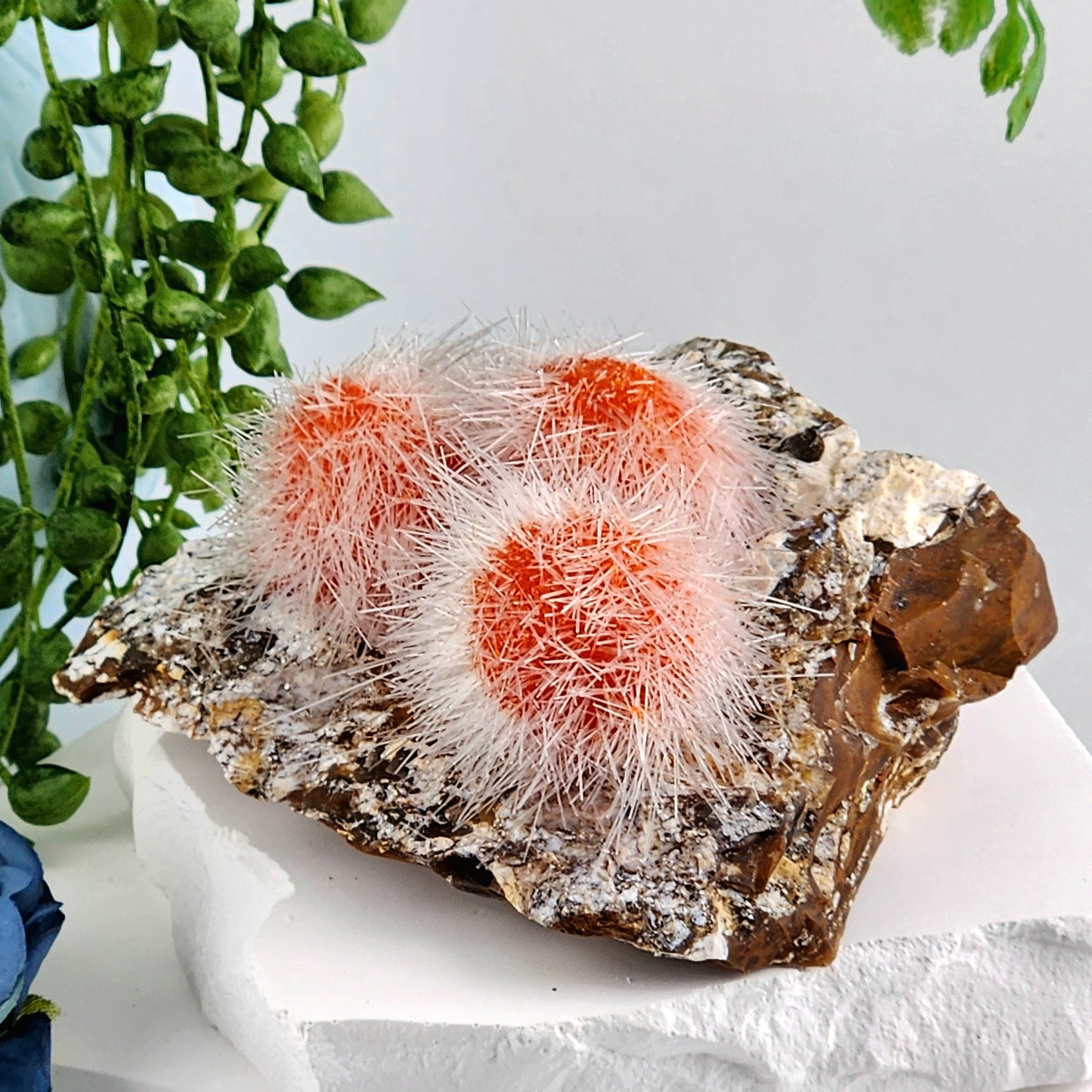 Dandelion Zeolite