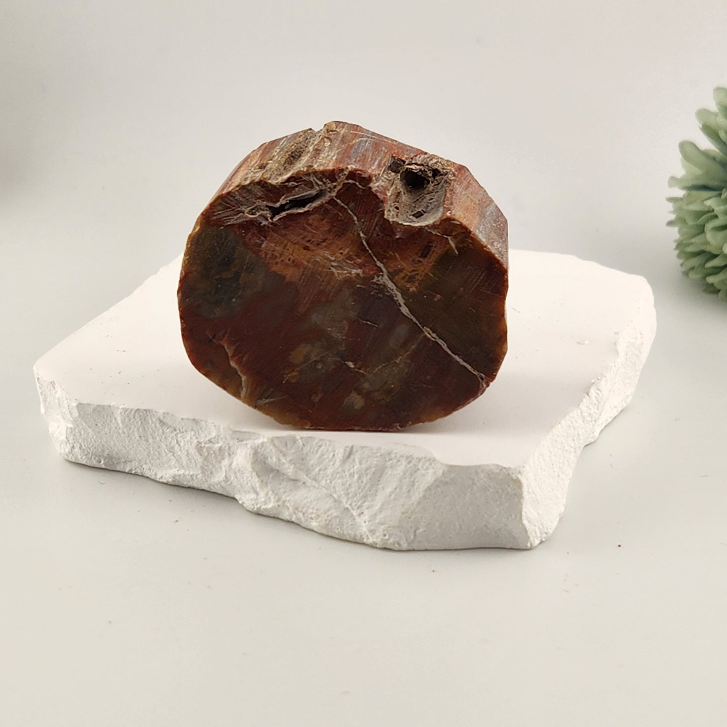 Petrified Wood Slab