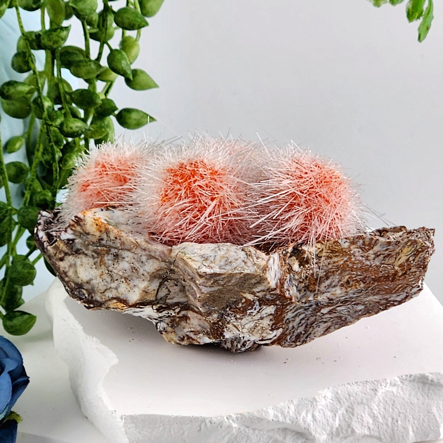 Dandelion Zeolite
