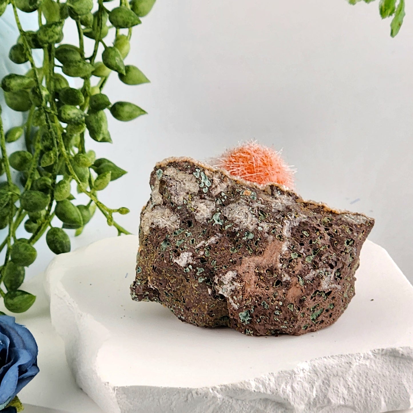 Dandelion Zeolite