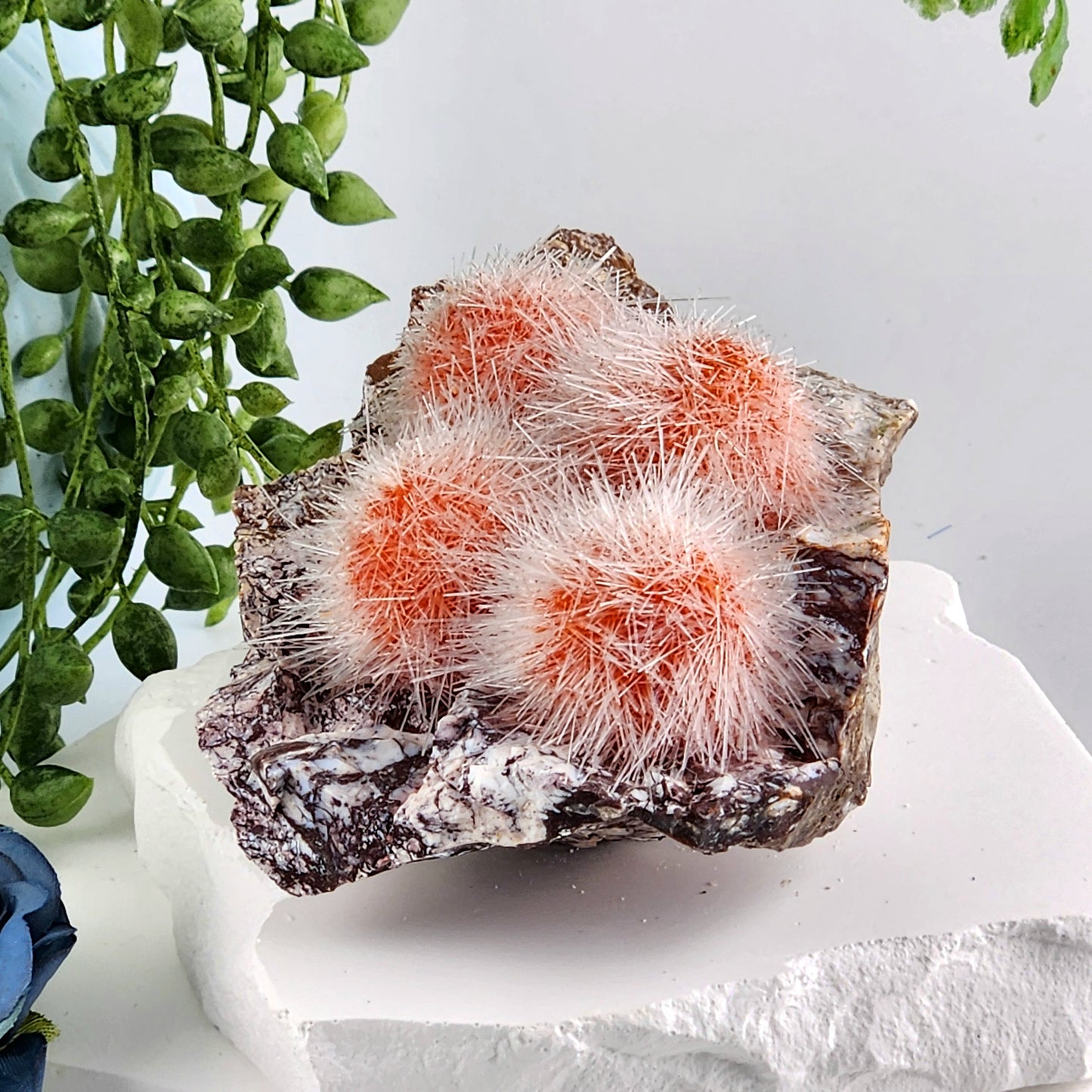 Dandelion Zeolite