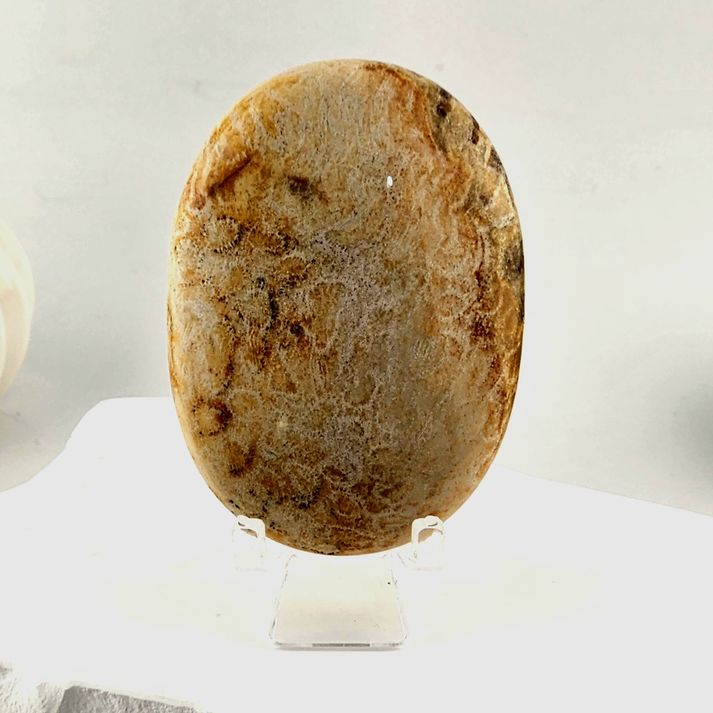 Coral Palmstone