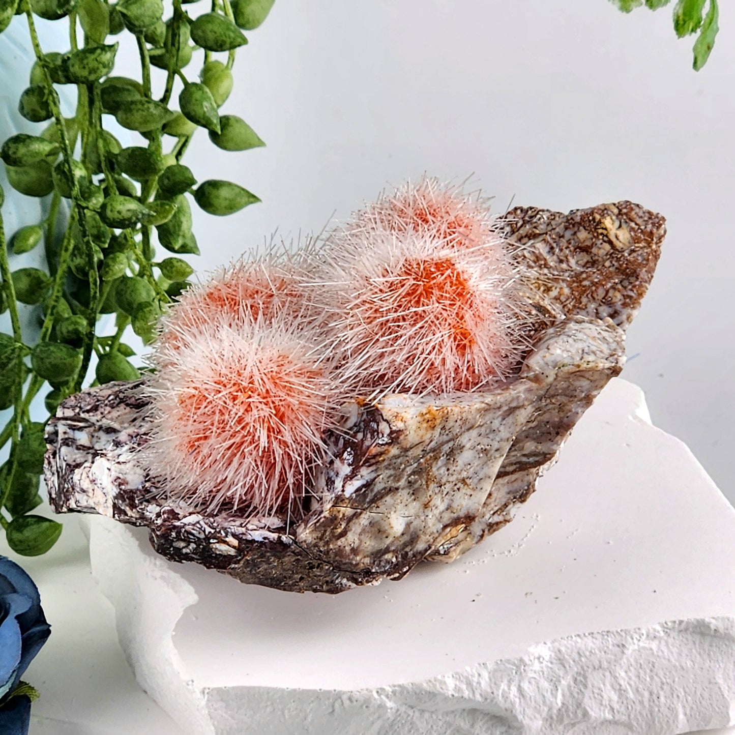 Dandelion Zeolite
