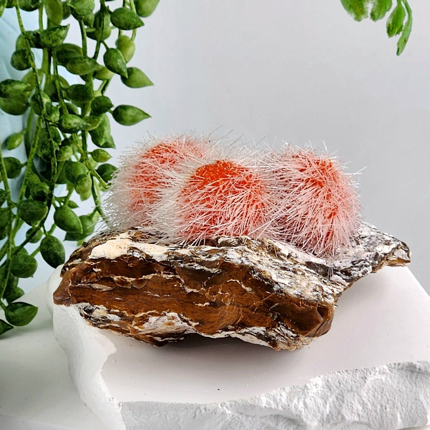 Dandelion Zeolite