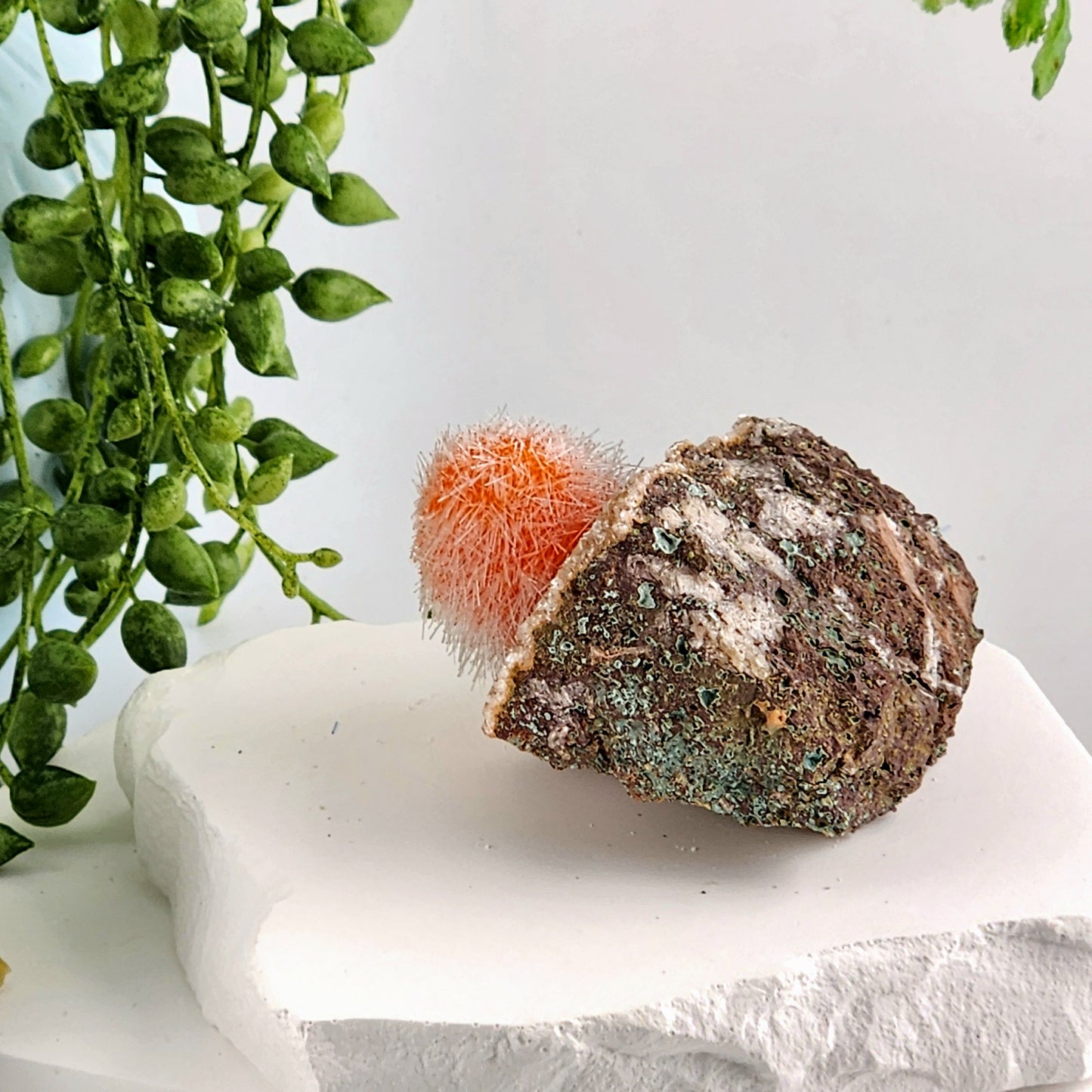 Dandelion Zeolite
