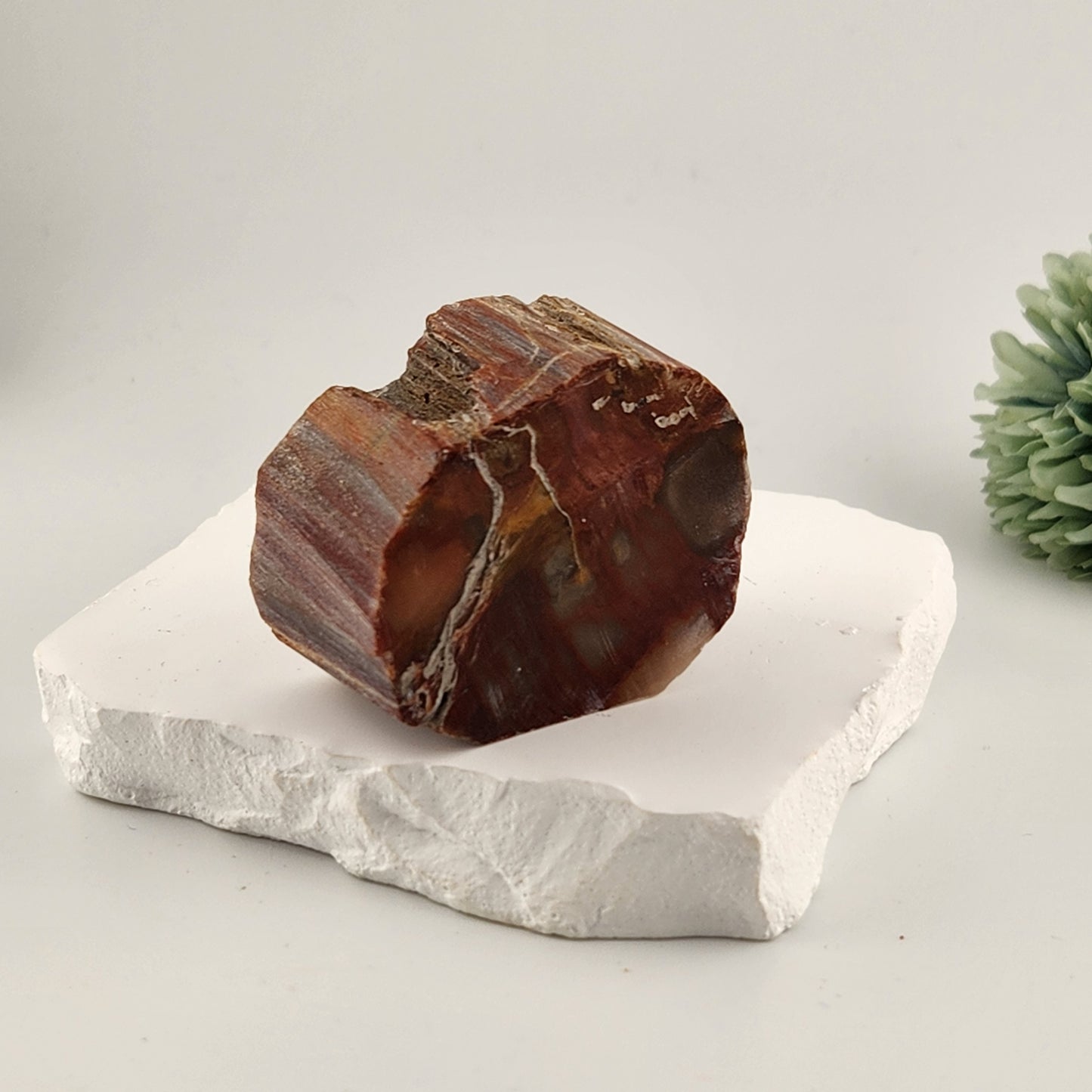 Petrified Wood Slab