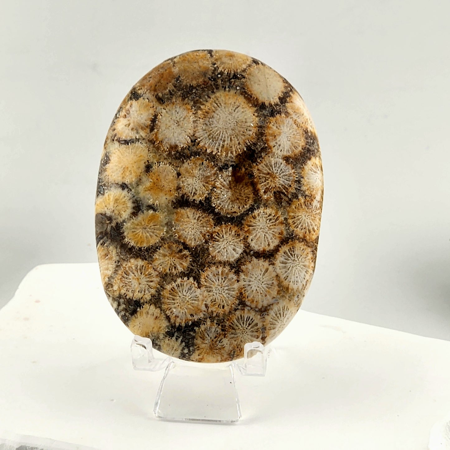 Coral Palmstone