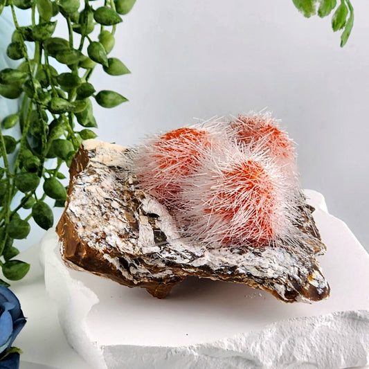 Dandelion Zeolite