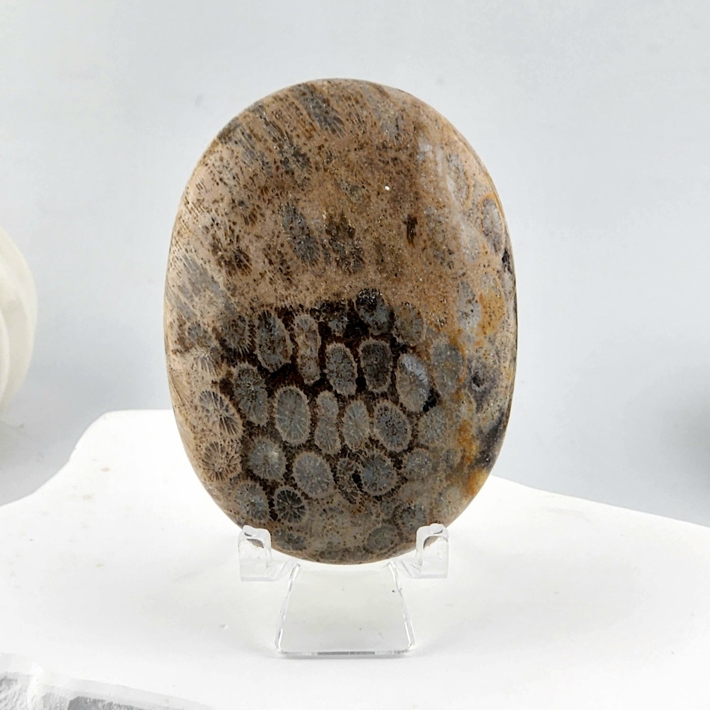Coral Palmstone