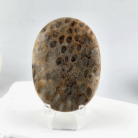 Coral Palmstone