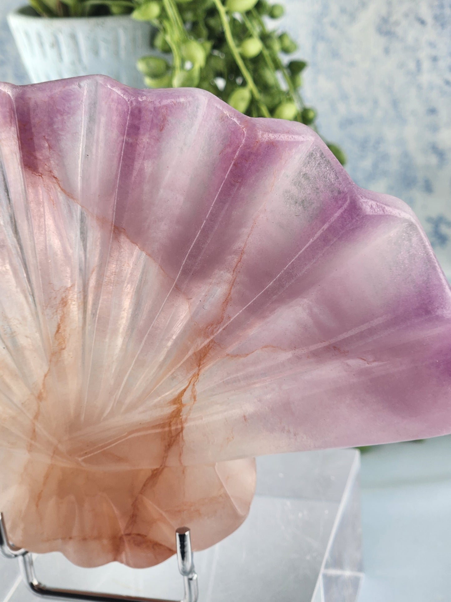 Purple Fluorite Shell/Fan