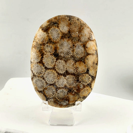 Coral Palmstone