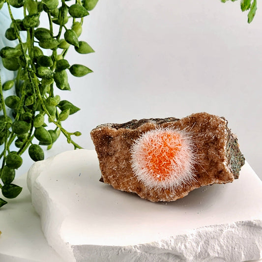Dandelion Zeolite