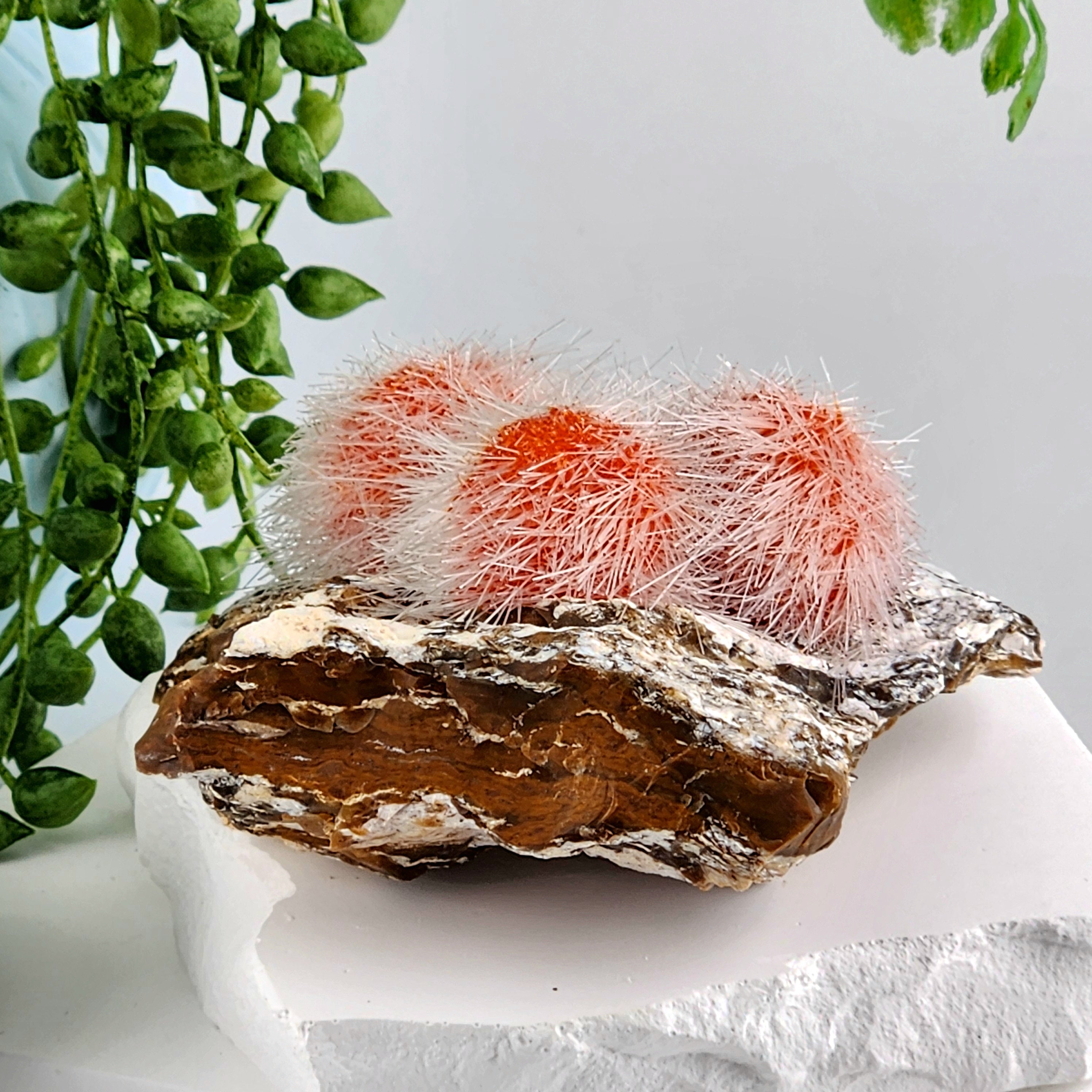 Dandelion Zeolite