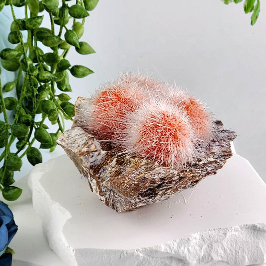 Dandelion Zeolite